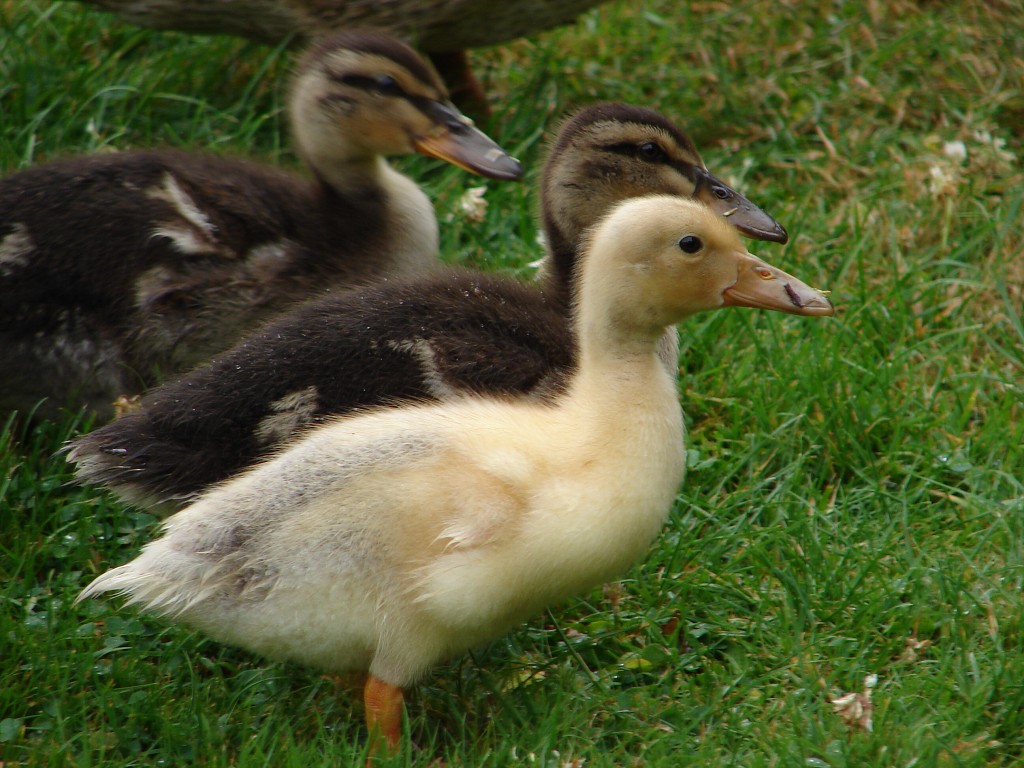 img00008.jpg