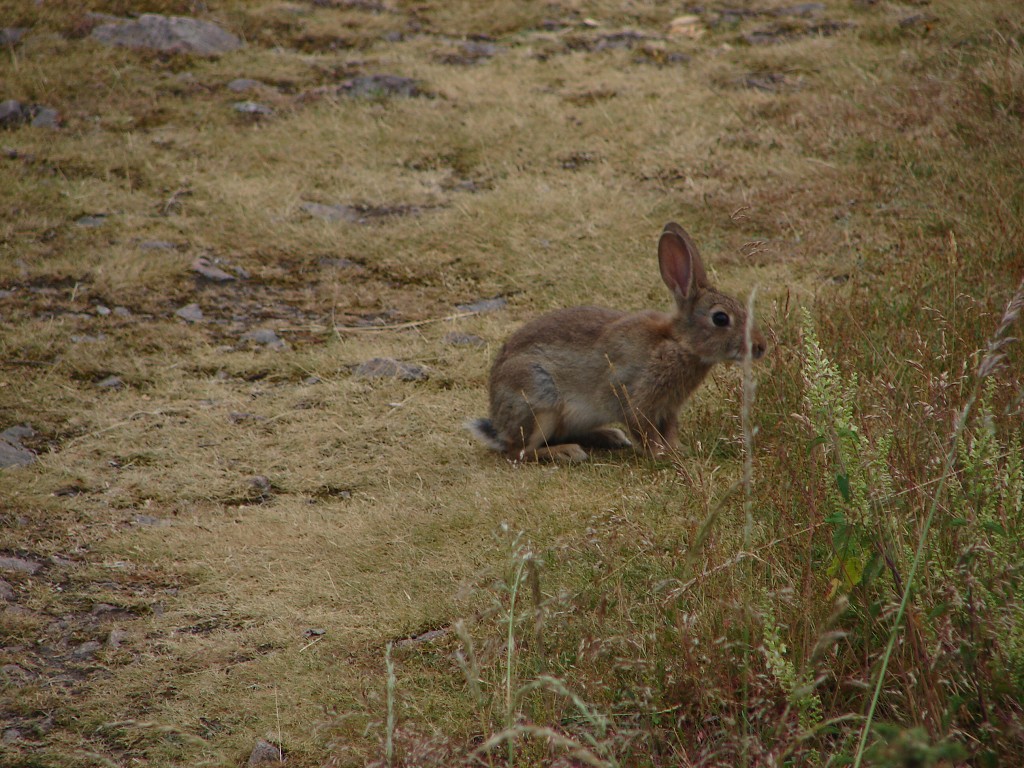 img00010.jpg