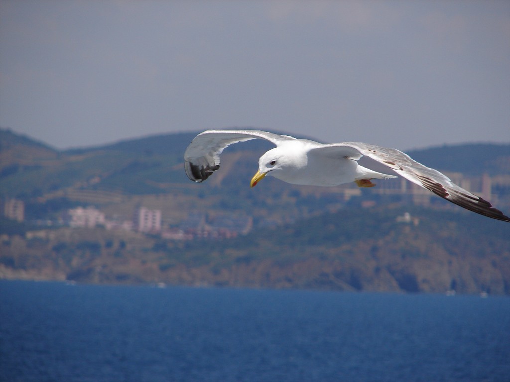 img00017.jpg