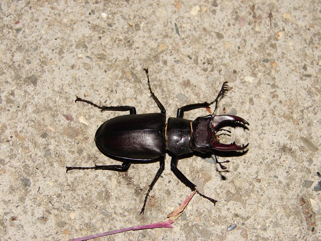 img00033.jpg