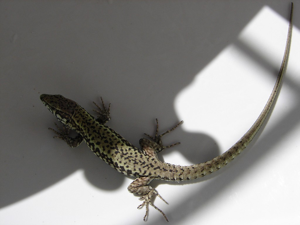 img00035.jpg