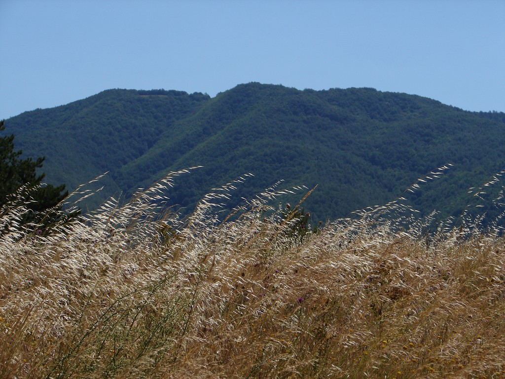 img00036.jpg