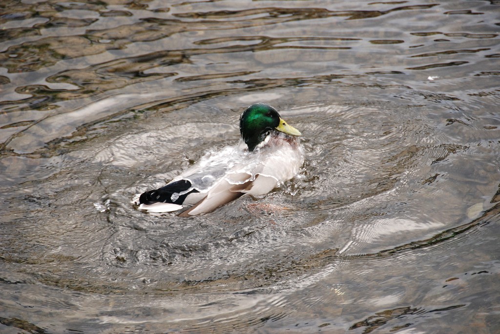 img00305.jpg
