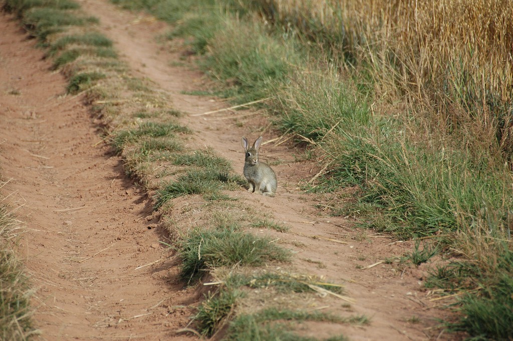 img00326.jpg
