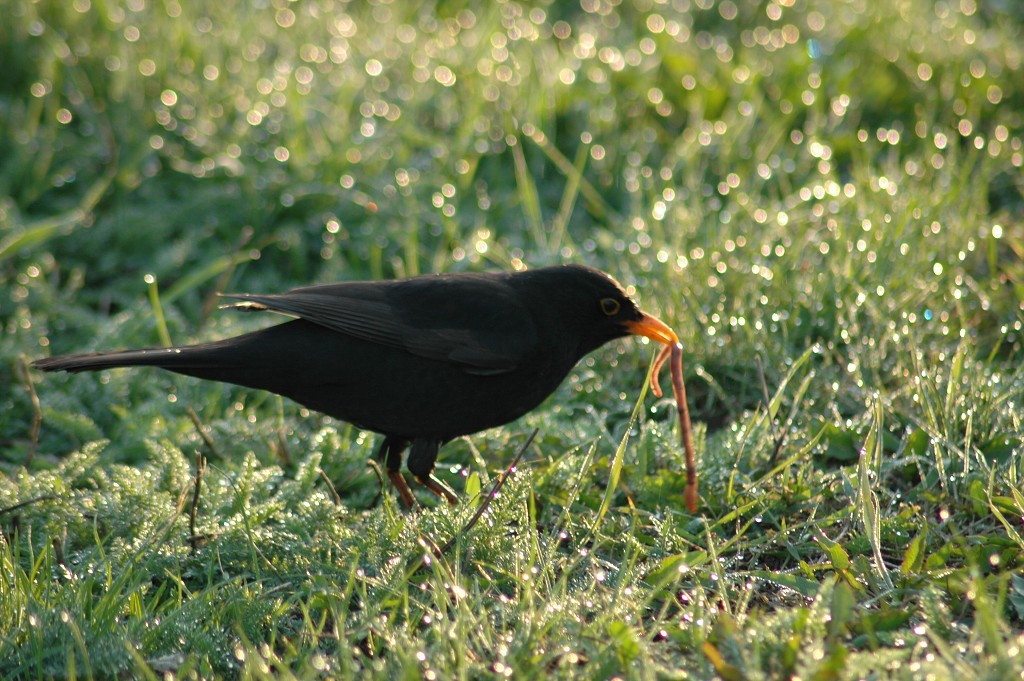 img00007.jpg
