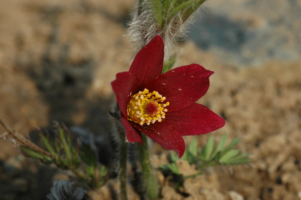 img00012.jpg