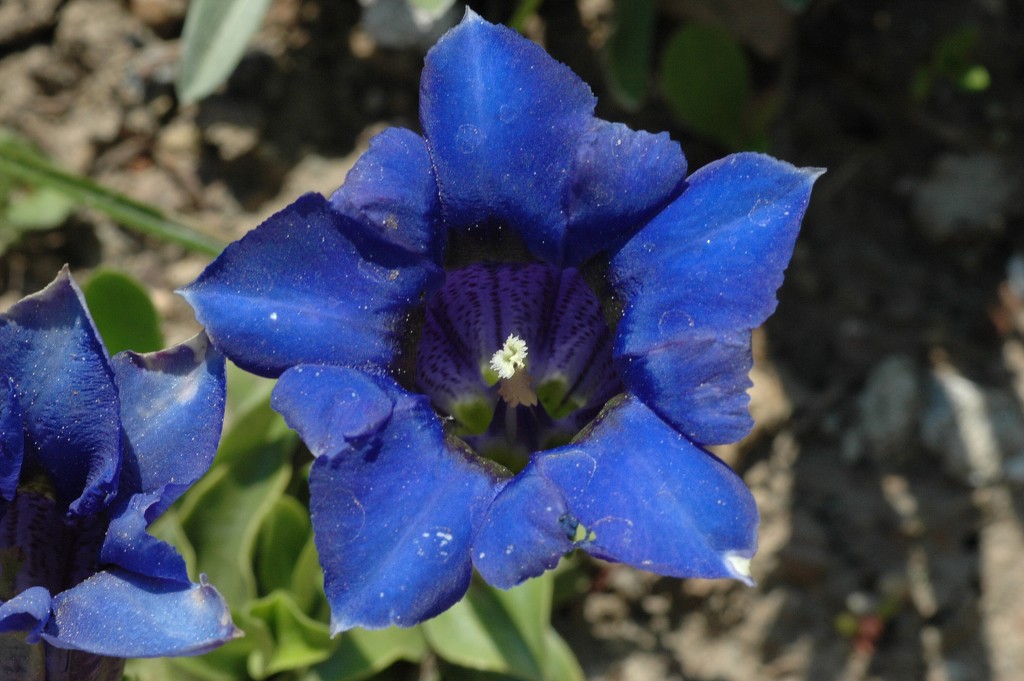 img00017.jpg