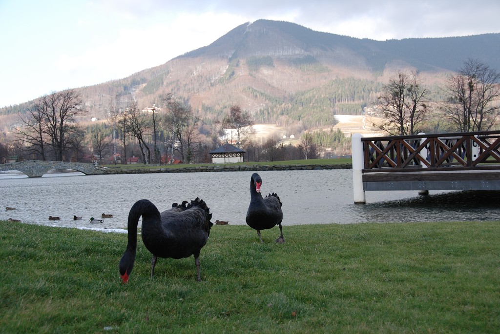 img00011.jpg